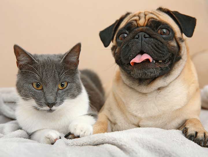 Dog & Cat Care