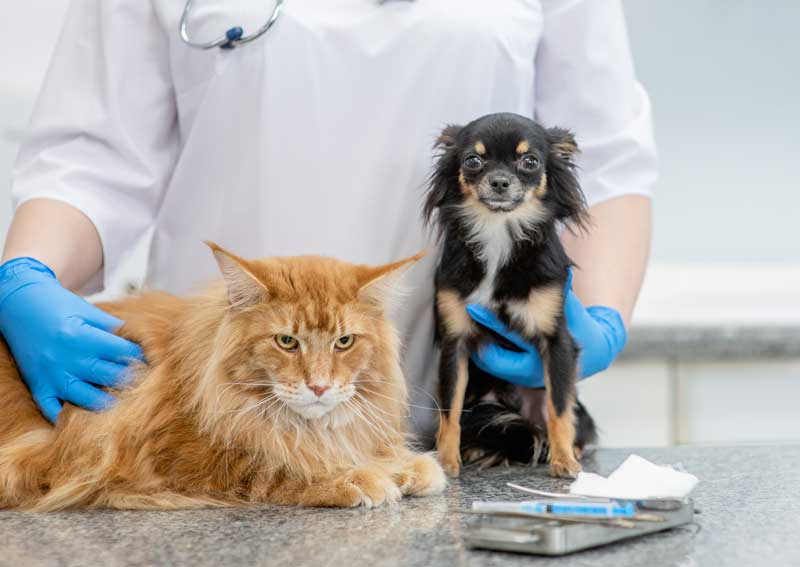Carousel Slide 1: Dog and cat veterinary care